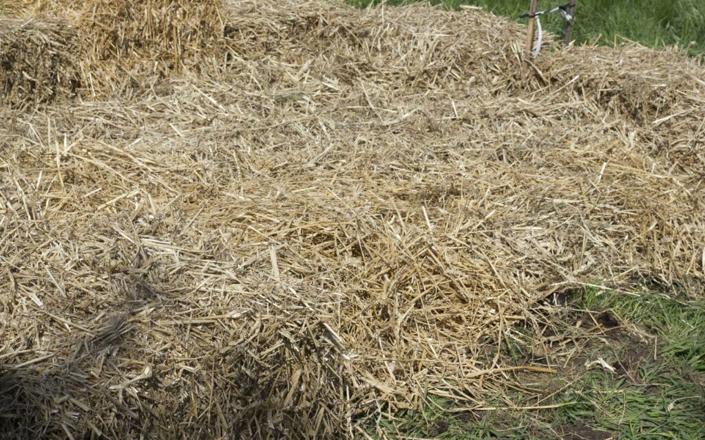 grządka permakulturowa zaściółkowana słomą