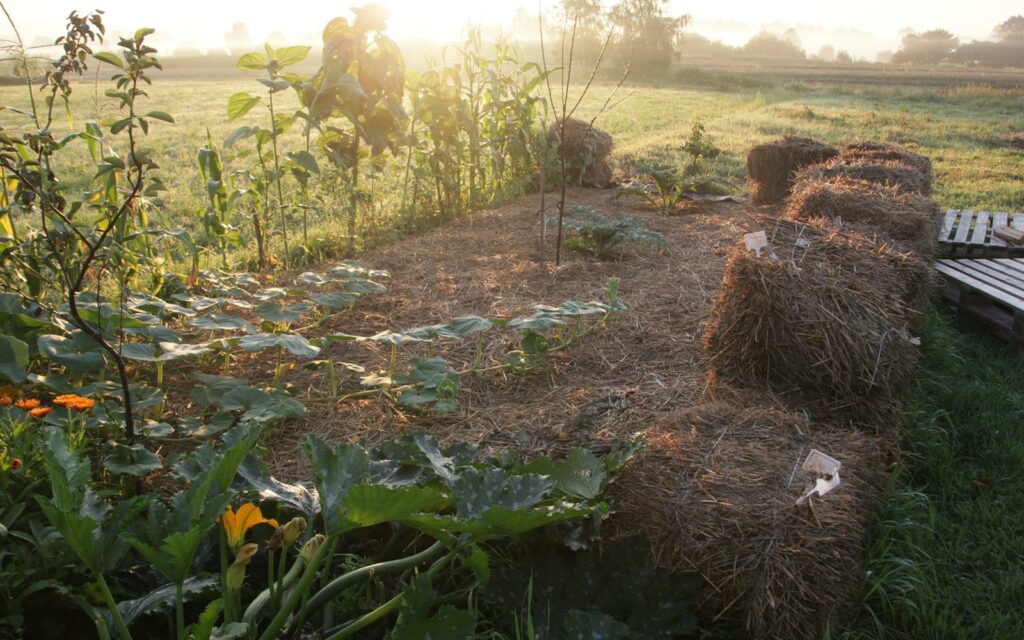 grządka permakulturowa