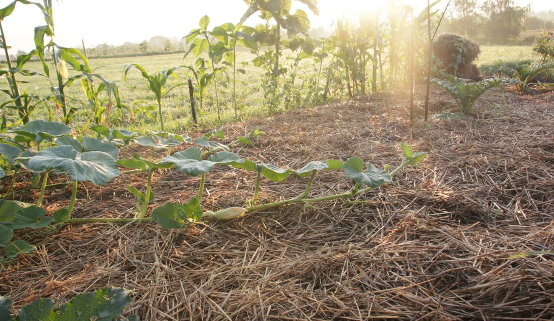 dynia hokkaido na grządce permakulturowej