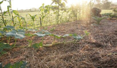 dynia hokkaido na grządce permakulturowej