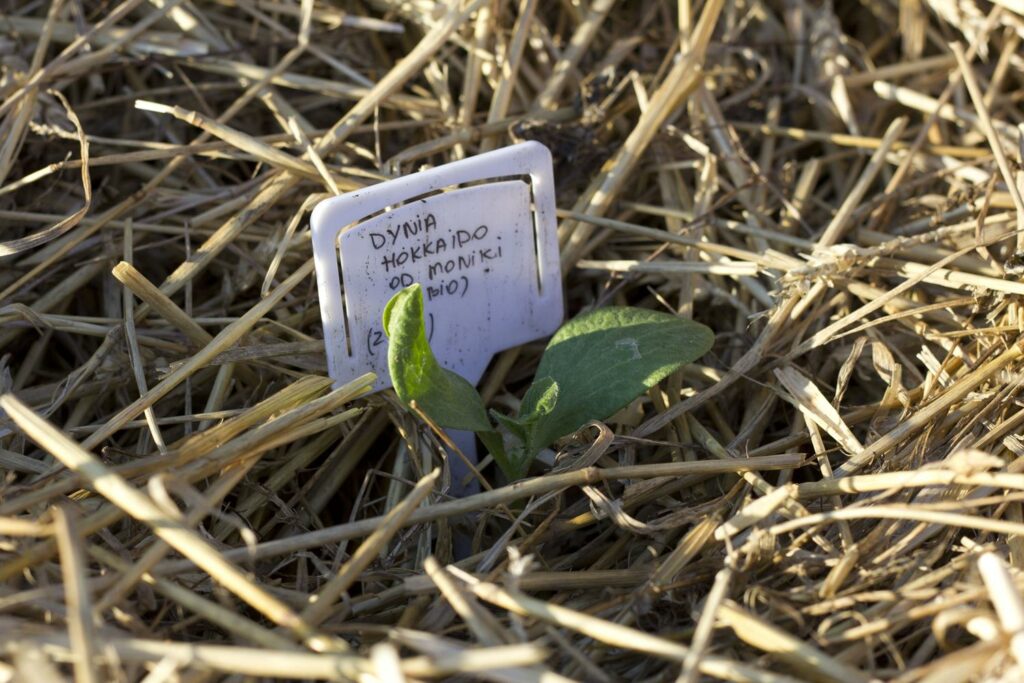 sadzonka dyni hokkaido