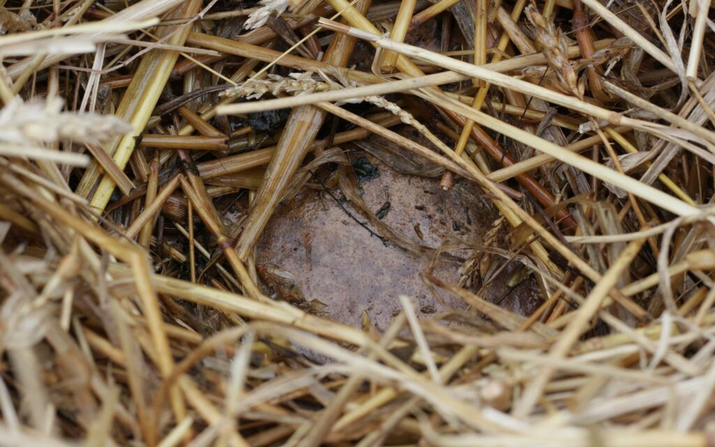 karton pod słomą na grządce permakulturowej