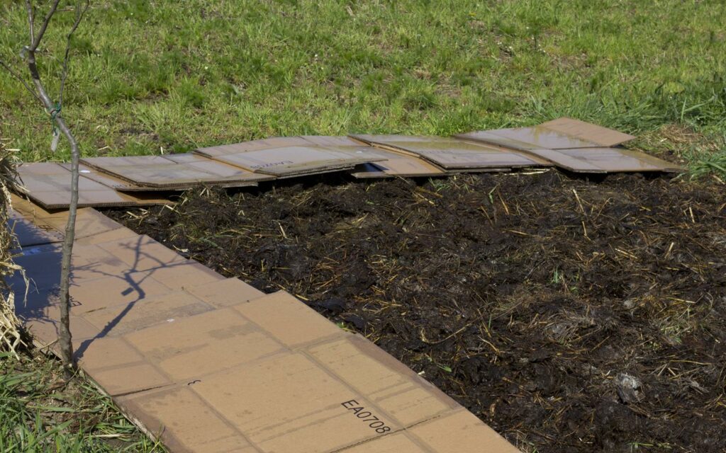 warstwa kartonów wykładana na obornik 