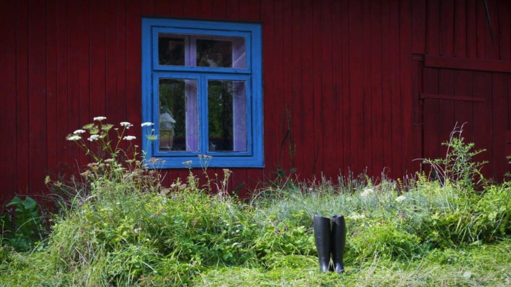 dzikie rośliny jadalne - warsztaty