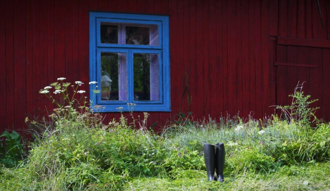 dzikie rośliny jadalne - warsztaty