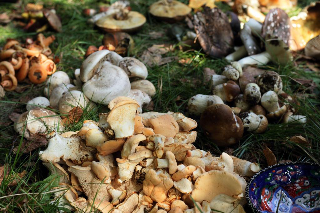 grzyby zebrane