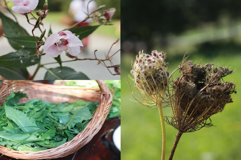 niecierpek-ostrożeń-marchew dzika