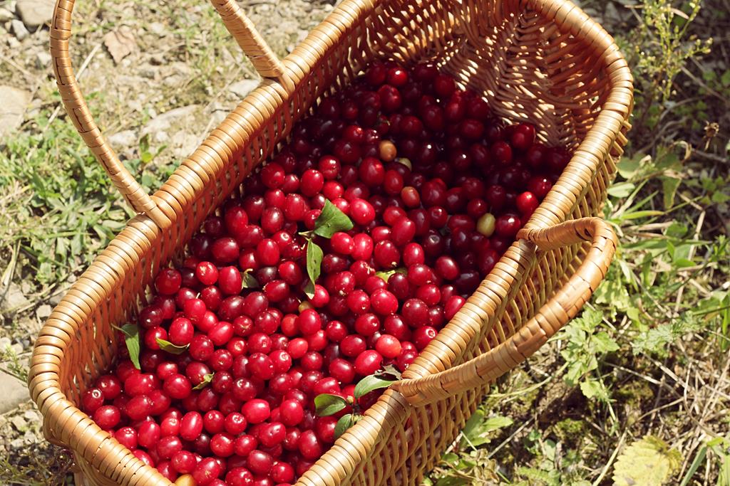 owoce dojrzałego derenia